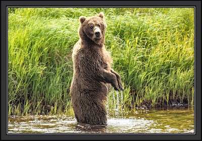 Grizz standing in stream