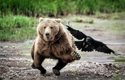 Grizzly chasing raven