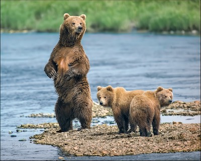 sandbar grizzly family
