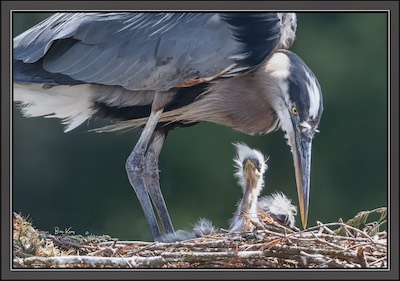 heron hair day