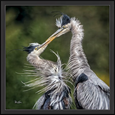 herons meeting on nest