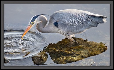 heron fishing