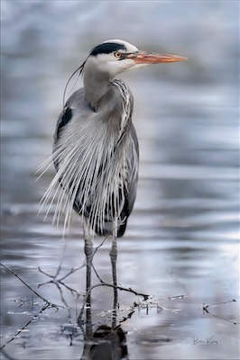 great blue heron