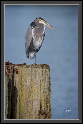 heron pier
