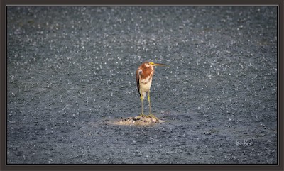 heron rain