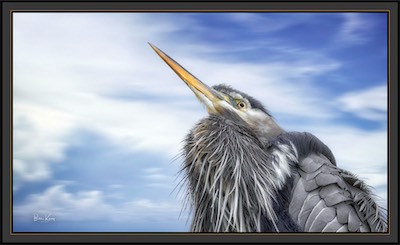 heron eyes
