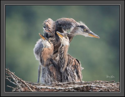 heron alert 3