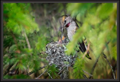 Anna hummer nest 2