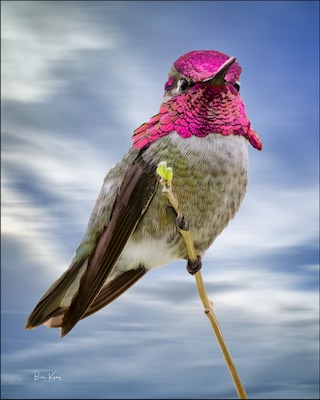 Anna's hummer pose