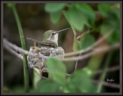 hidden anna's hummer