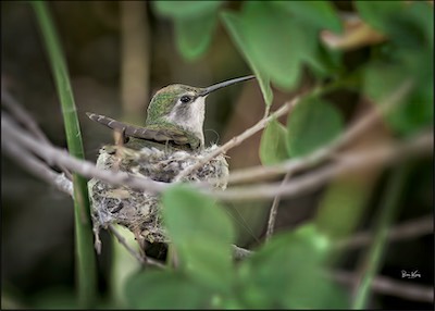 Arizona hummer nest