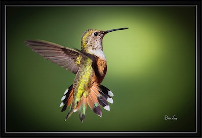 rufous flight 1