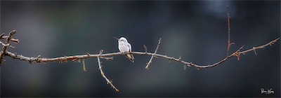 Anna's hummer white