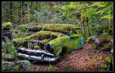 forest car - sunshine coast