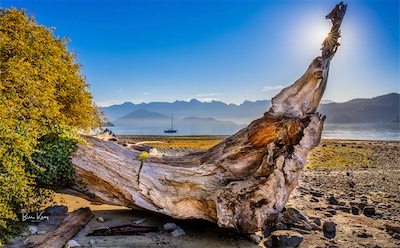 Driftwood scenic