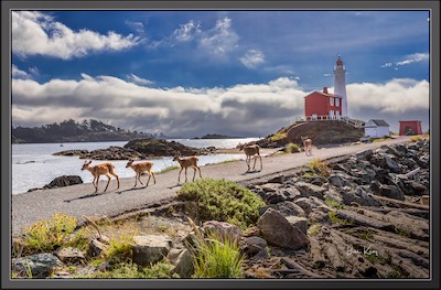 deer at Fisgard lighthouse