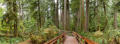forest pathway