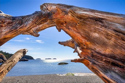 Sgt. Bay driftwood