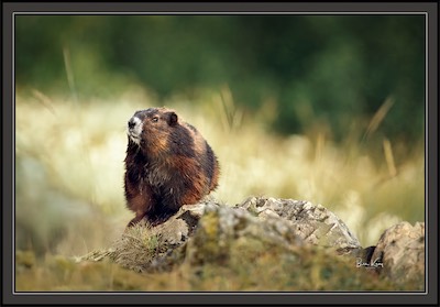 Vancouver Island Marmot