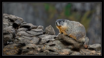 yellow-bellied marmot