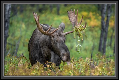 moose folage