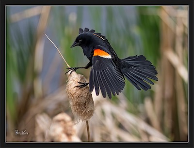 red-winged blackbird wings