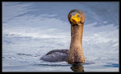 cormorant