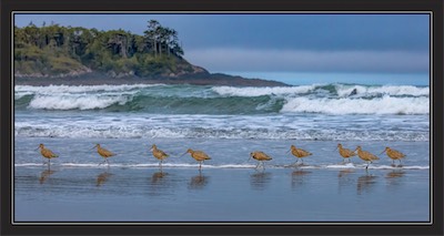 marbled godwit lineup