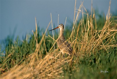 marbled godwit pose