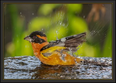 black headed grosbeak bath