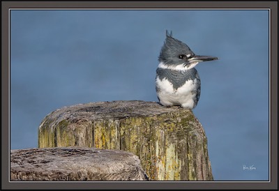 kingfisher on pier