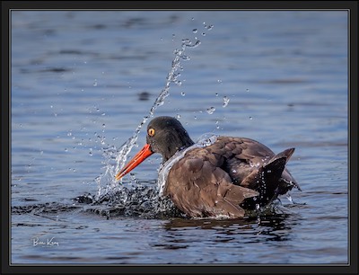 black oystercather splash
