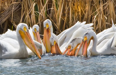 pelicans finding food