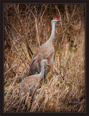 sandhill crane family