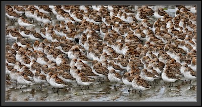 sleeping western sandpipers