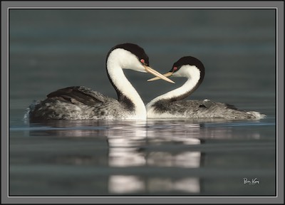 Western grebes form heart