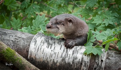 otter log