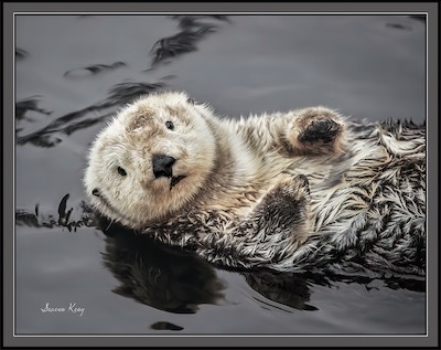 single otter