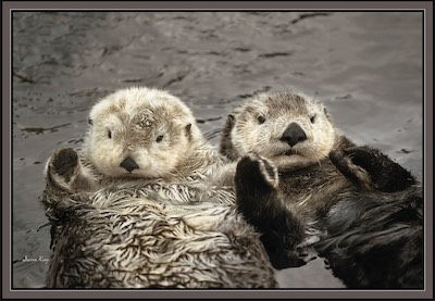 otters hold hands