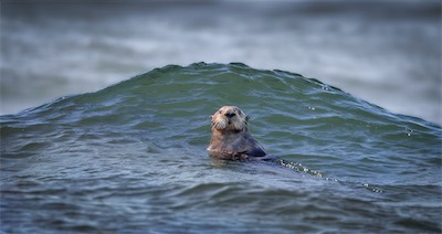 otter wave