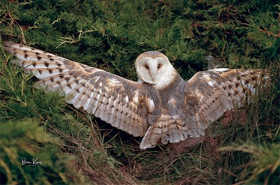 barn owl wings