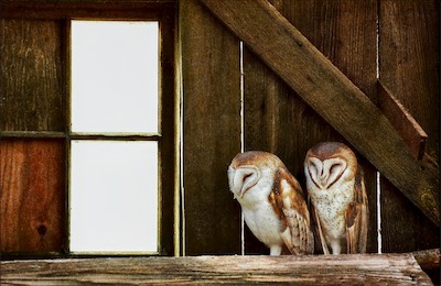 barn owls sleeping in barn