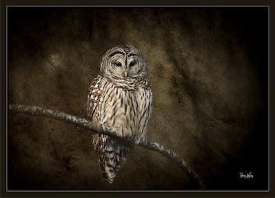 barred owl on branch