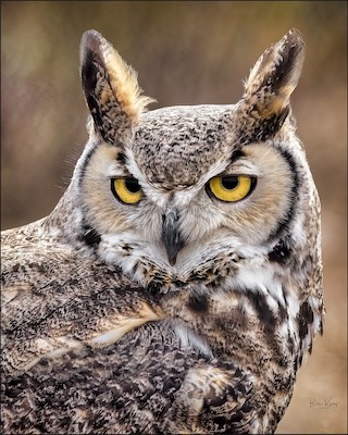 great horned owl eyes