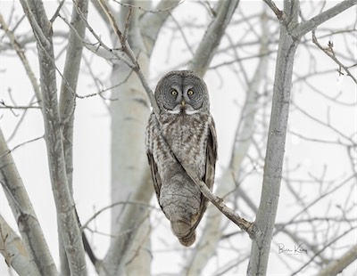GGowl branch