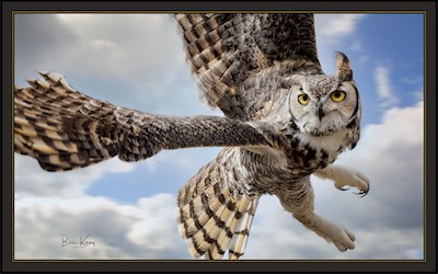 Great horned owl wings