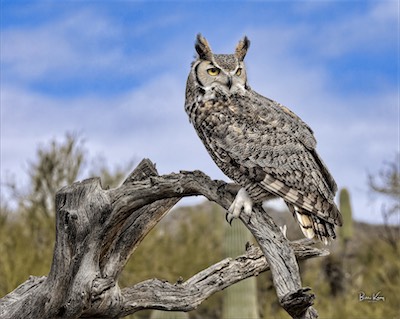 great grey owl poses
