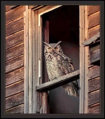 adult owl in window