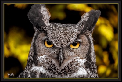 Great horned owl portrait