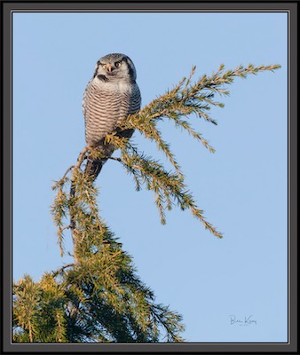 hawk owl on branch